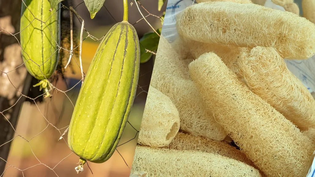 Esponjas de luffa