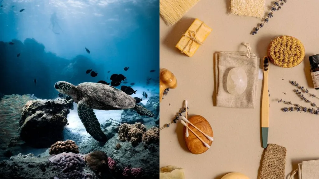 Tortuga en mar limpio